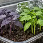 por-que-los-plantones-de-tomate-se-ponen-morados-y.png