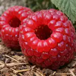 como-cultivar-frambuesas-gigantes-y-olvidarse-para-siempre-de-las.png