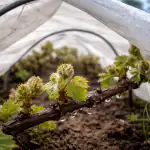 como-salvar-su-cosecha-de-uvas-de-las-heladas-primaverales.png
