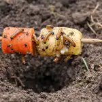 Con este método, los gusanos de alambre desaparecerán de su huerto en una primavera. con-este-metodo-los-gusanos-de-alambre-desapareceran-de-su.png