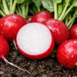 el-secreto-de-unos-rabanos-jugosos-y-dulces-sin-amargor.png