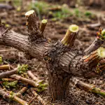 H1 La poda primaveral de las uvas garantiza cubos de jugosas bayas cada año h1-la-poda-primaveral-de-las-uvas-garantiza-cubos-de.png