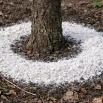 H1: Los ciruelos se secan y no dan fruto: por qué espolvoreo siempre harina de dolomita en el semillero en primavera h1-los-ciruelos-se-secan-y-no-dan-fruto-por.png