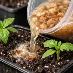 La levadura madre del pan hará que los plantones crezcan el doble de rápido la-levadura-madre-del-pan-hara-que-los-plantones-crezcan.png