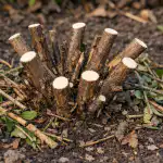 La poda otoñal de la madreselva convertirá su arbusto en una cinta transportadora de bayas la-poda-otonal-de-la-madreselva-convertira-su-arbusto-en.png