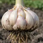 Muchos jardineros creen que es posible obtener una cabeza completa a partir de semillas (bulbillos) sólo después de dos años, pero mi experiencia personal demuestra lo contrario. El principal problema de la siembra convencional es el crecimiento prolongado, debido al cual en julio sólo se forma una diminuta cabeza de un diente. Si aplica el método de estimulación precoz y una preparación adecuada del sustrato, cosechará ajos grandes ya este año, pasando por alto la fase de plántula pequeña. muchos-jardineros-creen-que-es-posible-obtener-una-cabeza-completa.png