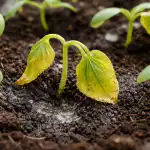 Por qué los plantones de pepino se tumban y amarillean de la noche a la mañana por-que-los-plantones-de-pepino-se-tumban-y-amarillean.png