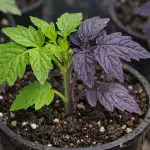 Por qué los plantones de tomate se ponen morados y cómo evitarlo de la noche a la mañana por-que-los-plantones-de-tomate-se-ponen-morados-y.png