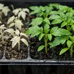 Por qué los plantones de tomate se vuelven transparentes y cómo salvarlos en una tarde por-que-los-plantones-de-tomate-se-vuelven-transparentes-y.png