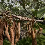 Su cerezo se marchita inmediatamente después de la floración y no produce bayas su-cerezo-se-marchita-inmediatamente-despues-de-la-floracion-y.png