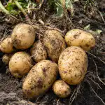 Cuándo cavar las patatas para que no se pudran en un mes cuando-cavar-las-patatas-para-que-no-se-pudran-en.png