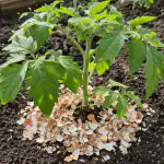 Las cáscaras de huevo protegen las plántulas de tomate de la podredumbre y la acidificación del suelo. las-cascaras-de-huevo-protegen-las-plantulas-de-tomate-de.png