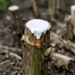 Poda sanitaria y protección contra las infecciones poda-sanitaria-y-proteccion-contra-las-infecciones.png