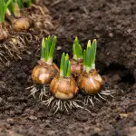 Por qué los narcisos sólo producen hojas y cómo hacer que vuelvan a florecer exuberantemente por-que-los-narcisos-solo-producen-hojas-y-como-hacer.png